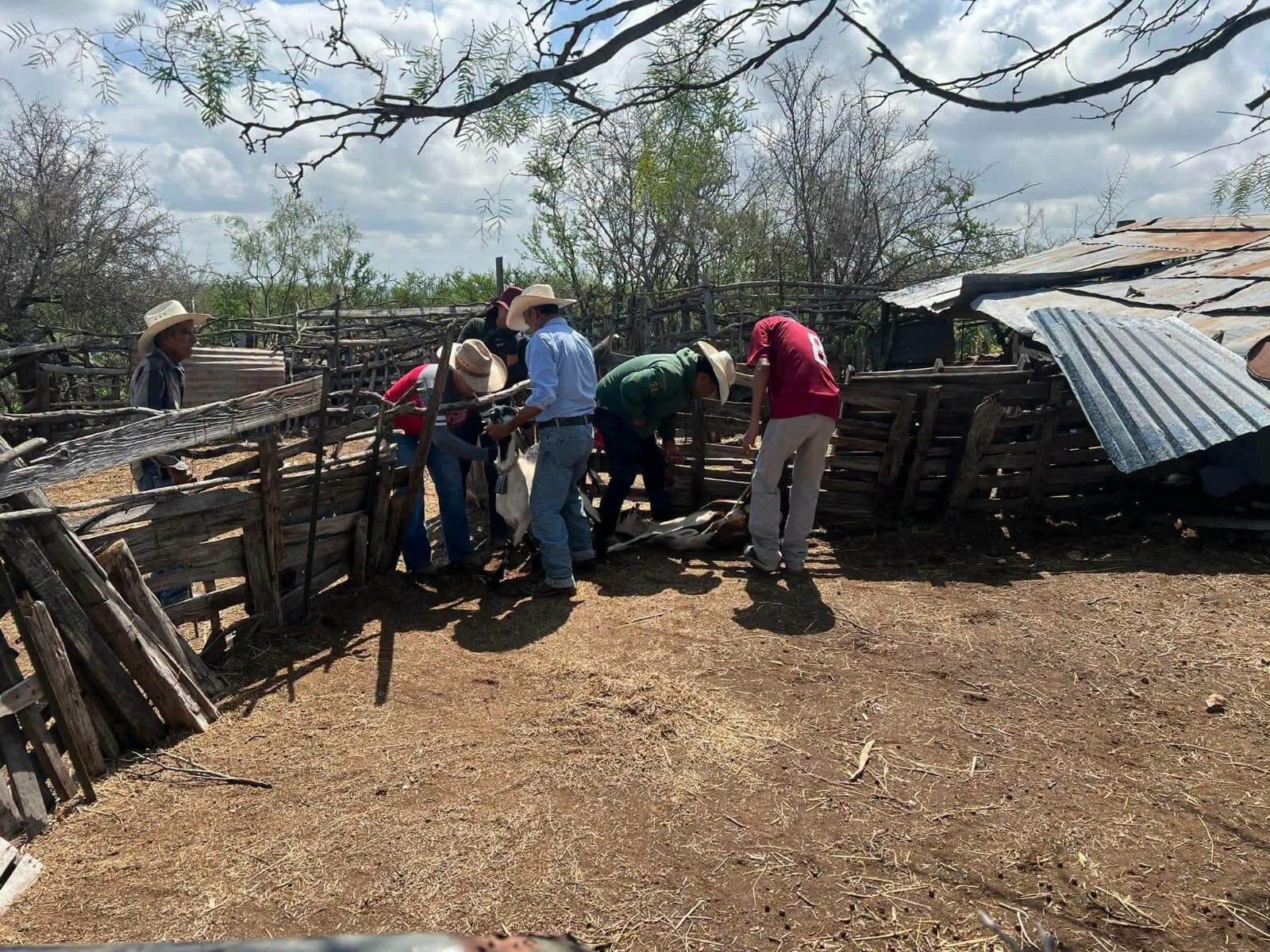 Brigadas revisan 20 mil cabezas de ganado contra gusano barrenador