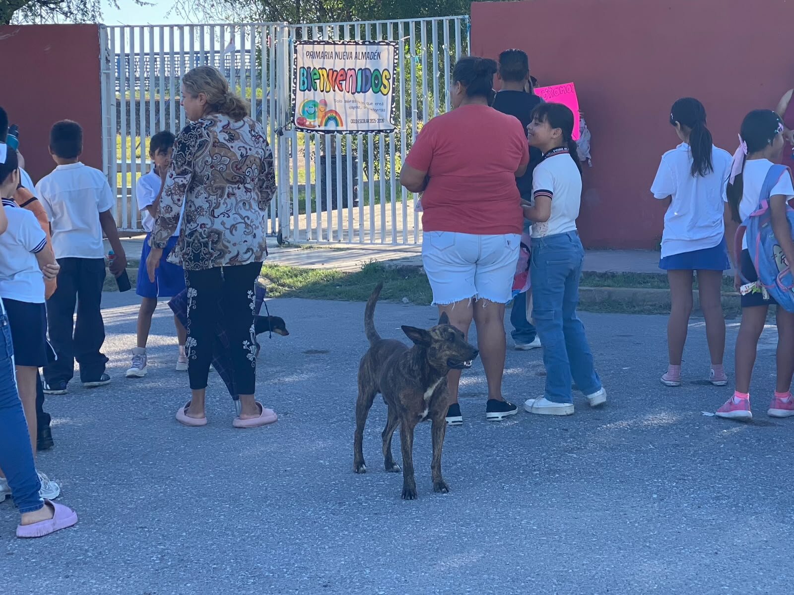 Sector Salud intensifica fumigaciones por riesgo de garrapatas