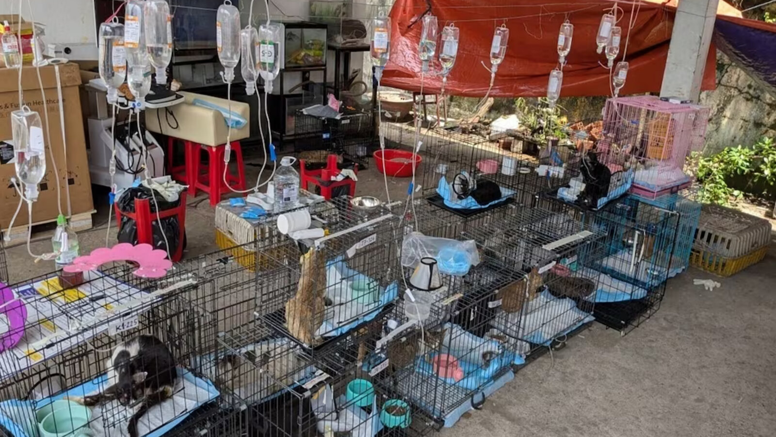 Rescatan más de 400 gatos de red de tráfico en Vietnam