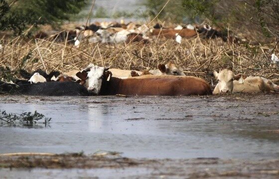 Lluvias salvan al campo, se libran de sequía en la Región Centro