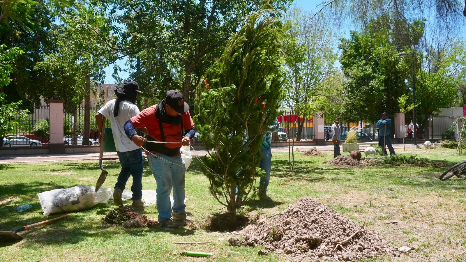 Avanzan mejoras en el Bosque Venustiano Carranza con reforestación y nuevos juegos infantiles
