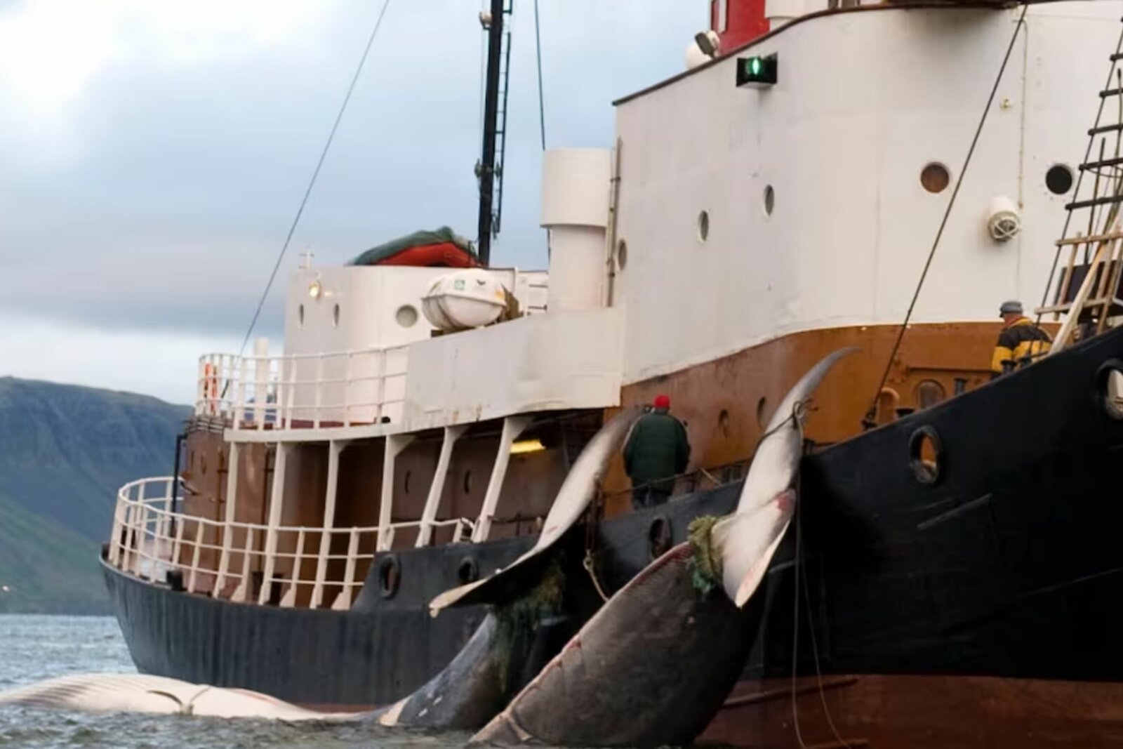 Islandia reanuda caza de ballenas tras dos años de suspensión