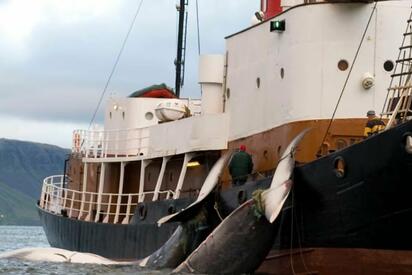 Islandia retomó la caza comercial de ballenas después de dos años de pausa, mientras organizaciones ambientales expresaron rechazo y el gobierno