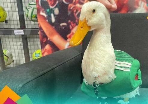 El pato Merlín y su familia: Calderón pide apoyo económico a la FIFA