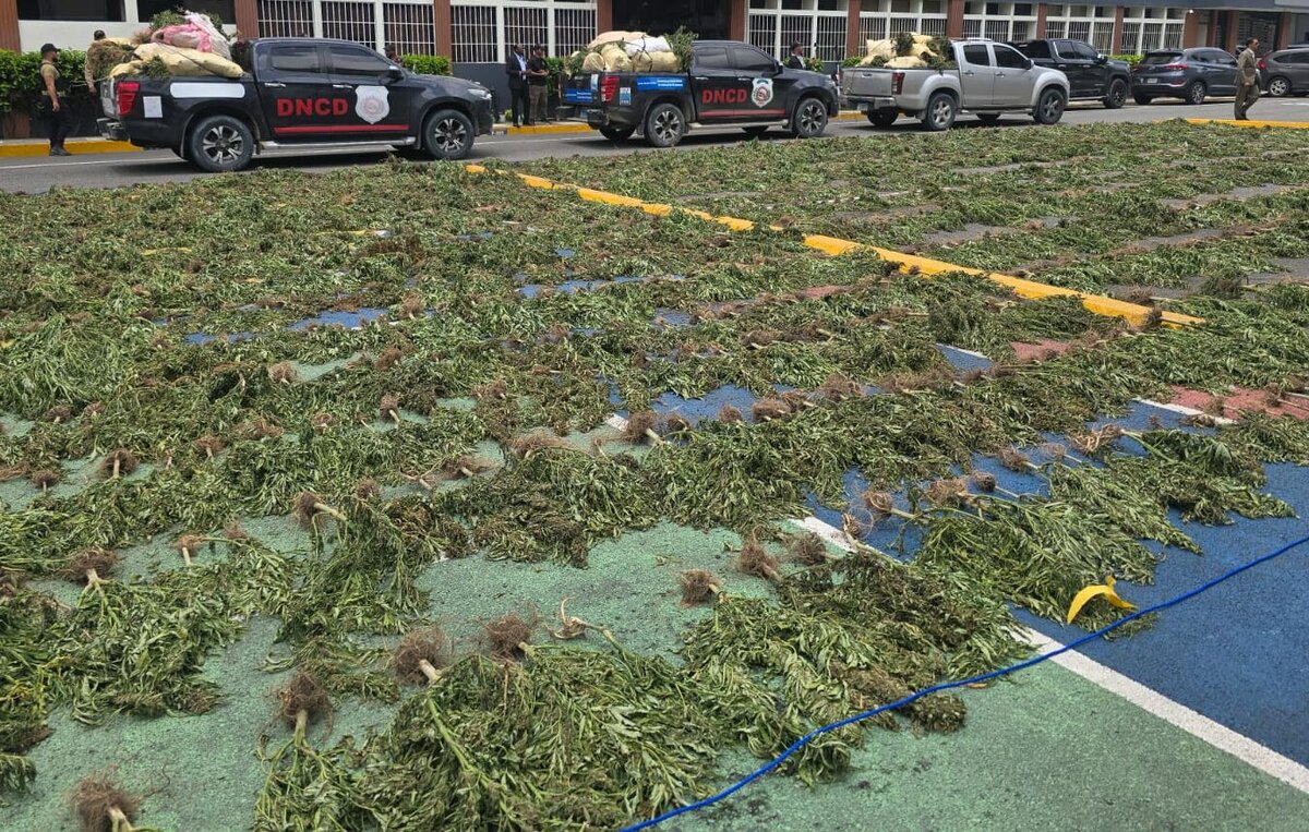 Decomisan más de 15.000 plantas de marihuana en San José de Ocoa