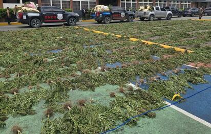 Decomisan más de 15.000 plantas de marihuana en San José de Ocoa