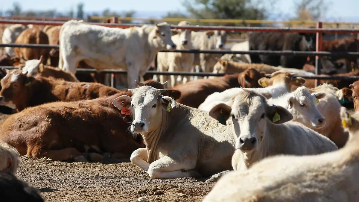 Nuevo León refuerza inspecciones por gusano barrenador