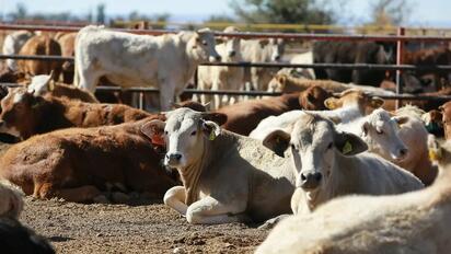 Nuevo León refuerza inspecciones por gusano barrenador