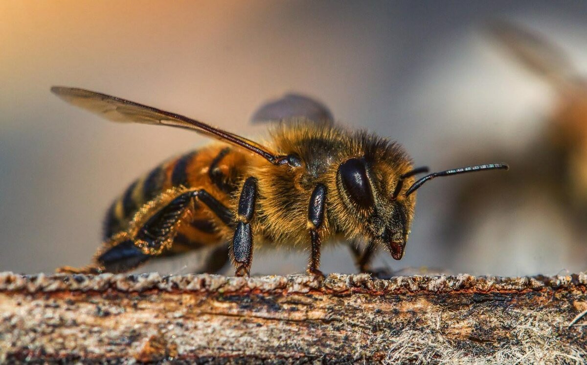 Enjambre de abejas ataca a hombre mientras podaba árbol en Hacienda La Luna