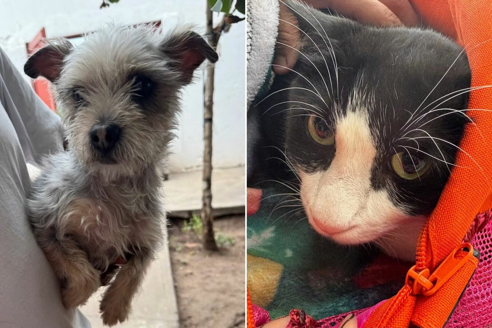 Control Canino de Torreón ofrece servicios veterinarios gratuitos para perros y gatos