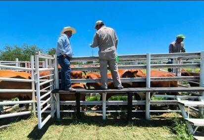 Continúa campaña de prevención y control del gusano barrenador en Guerrero, Coahuila
