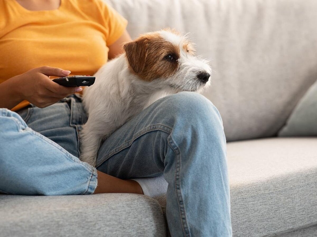 Amos de perros sienten un dolor similar ya sea que las mascotas mueran sacrificadas o de forma natural