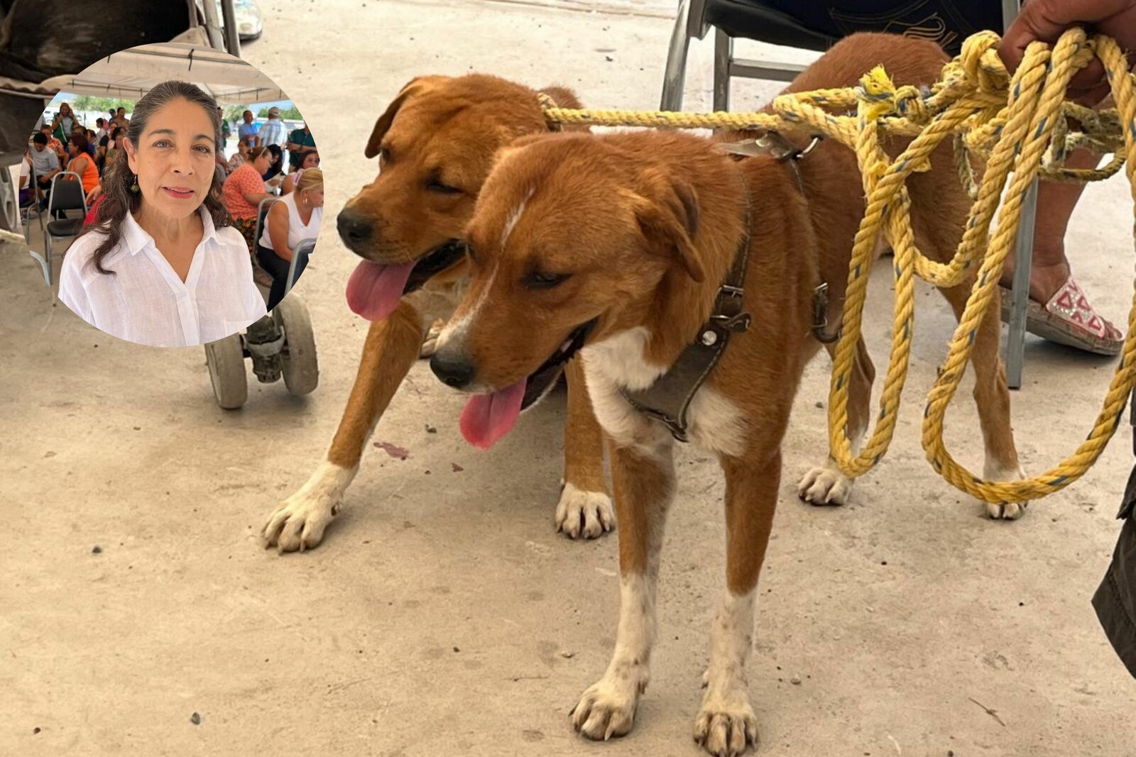 Rickettsiosis cobra nueve vidas en Coahuila en lo que va de 2026; autoridades intensifican acciones preventivas