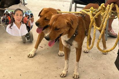 La presencia de garrapatas en viviendas y mascotas mantiene en alerta a las autoridades sanitarias, quienes llaman a fortalecer las medidas de limpieza
