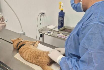 48 mascotas fueron esterilizadas durante jornada gratuita en el Centro de Bienestar Animal de Monclova