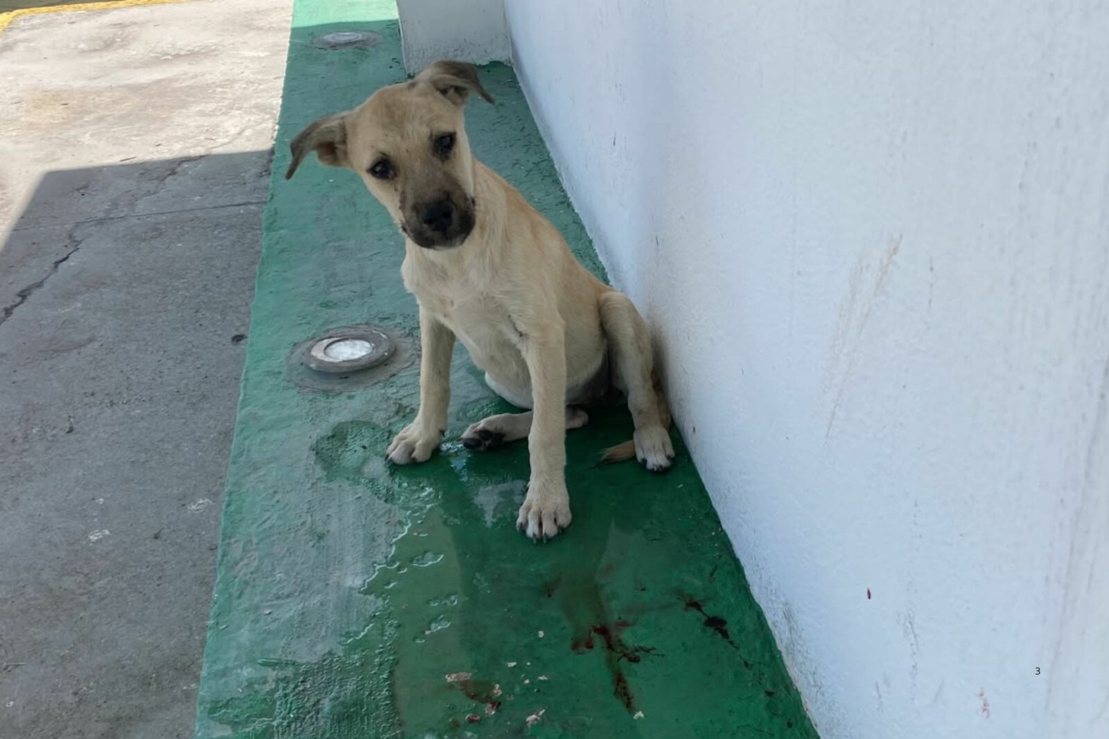 Calor dispara riesgo por proliferación de garrapatas