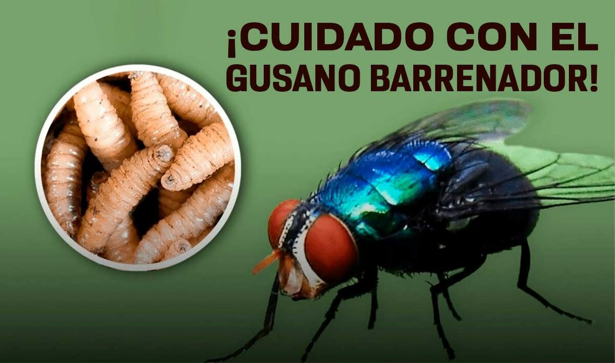 Mantienen vigilancia epidemiológica ante reportes de gusano barrenador en la región