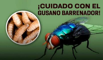Mantienen vigilancia epidemiológica ante reportes de gusano barrenador en la región