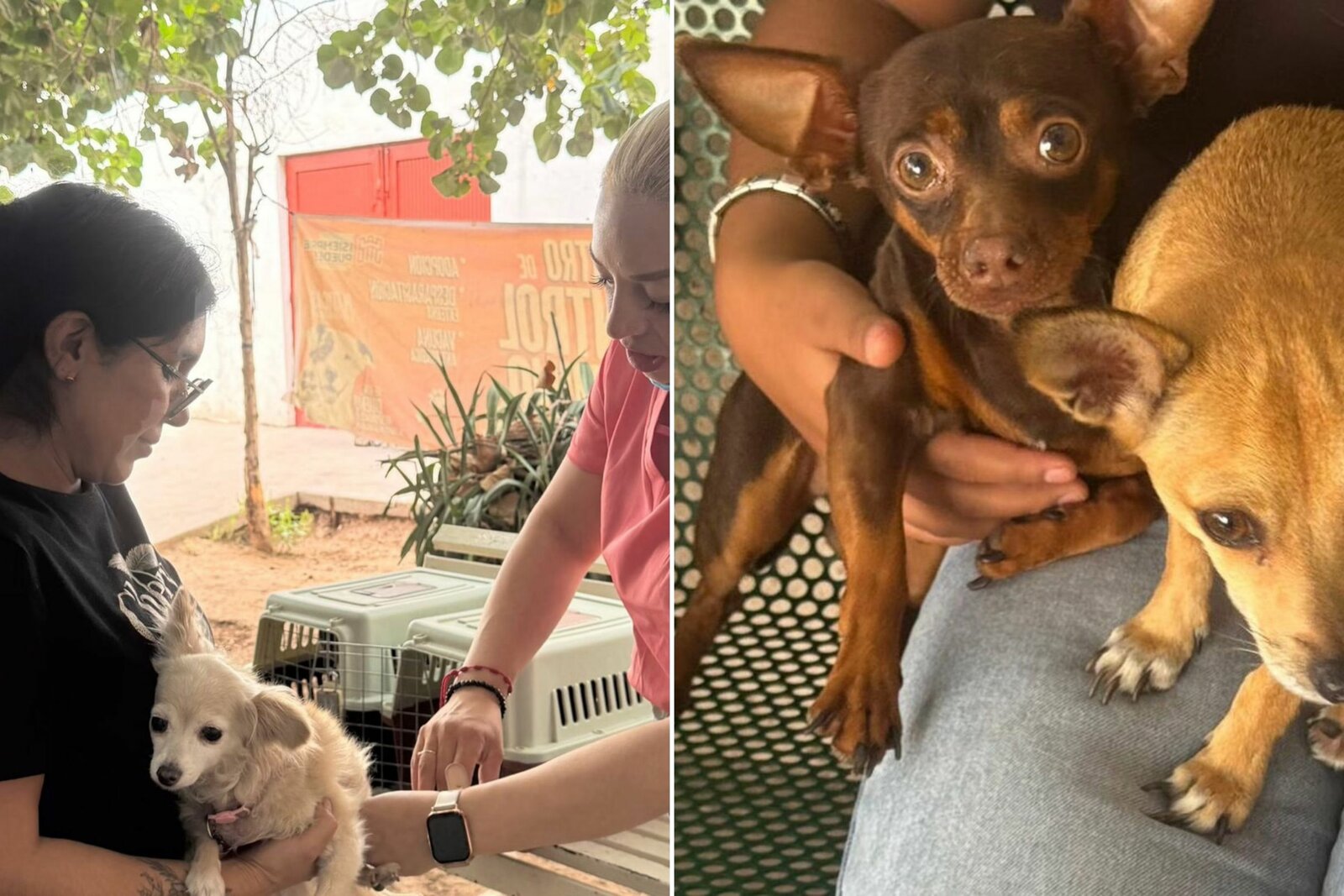 Control Canino combate proliferación de garrapatas a través de campaña gratuita de desparasitación