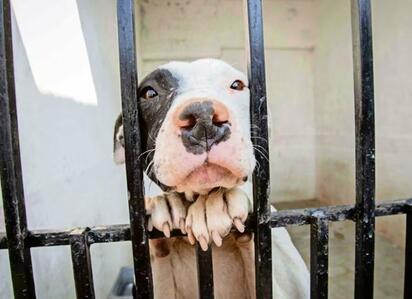 Impulsan reglamentos municipales para proteger animales en Sabinas