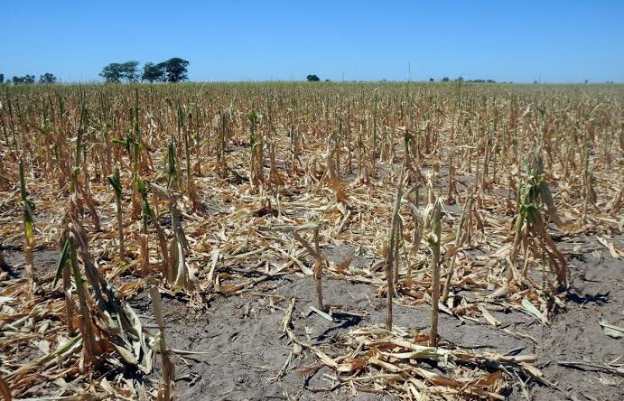 Sequías y plagas ponen en riesgo alimentos en México: prevén alzas