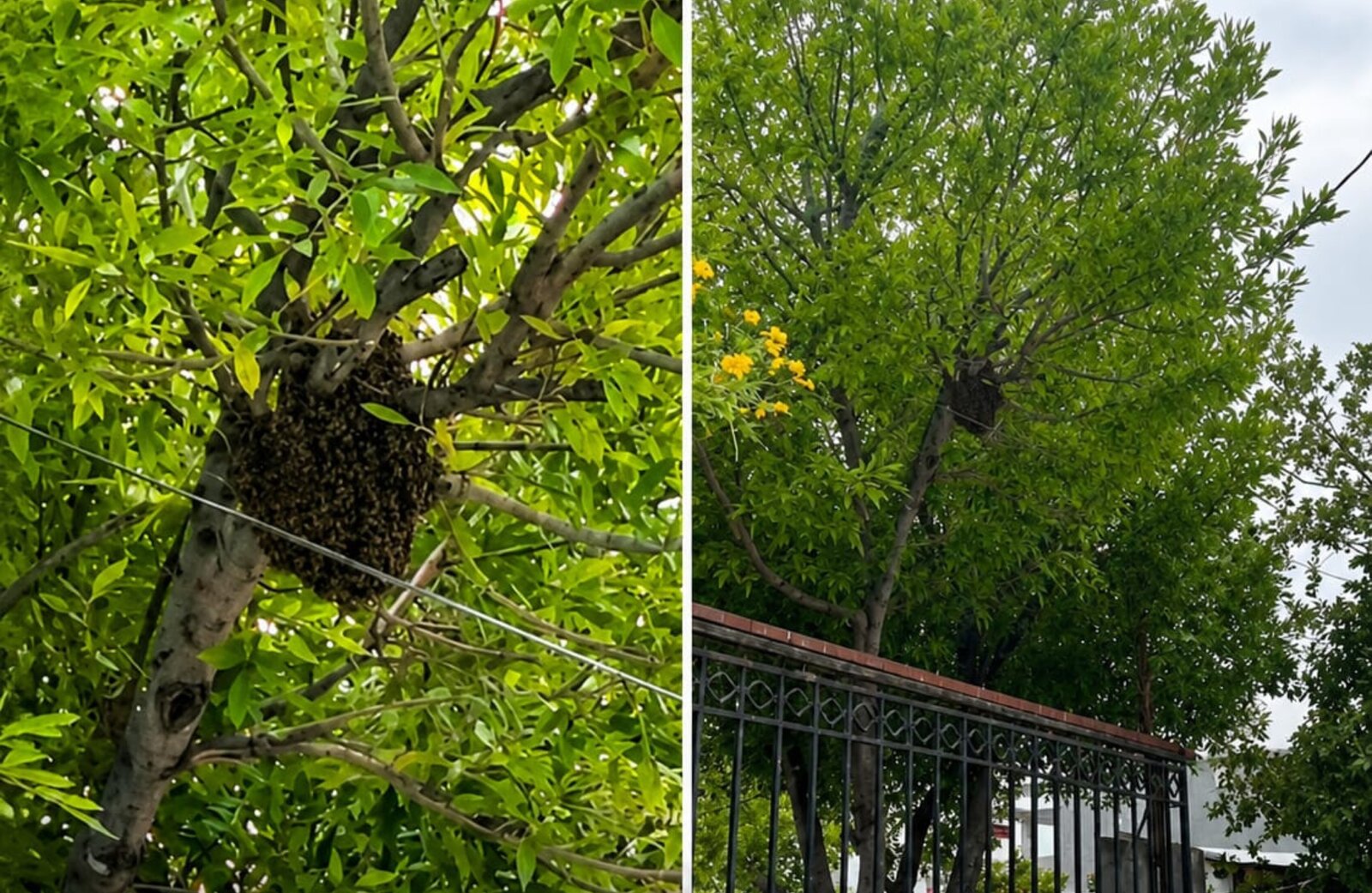 Alertan por panal de abejas en la colonia Doctores de Piedras Negras
