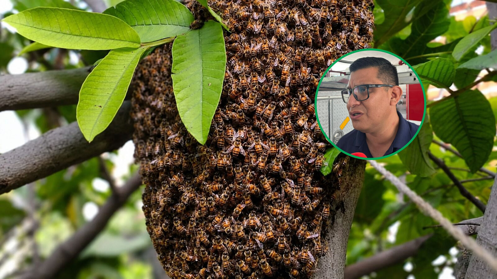 Protección Civil supera los 166 reportes por enjambres de abejas en Monclova; apicultores son pieza clave para su rescate
