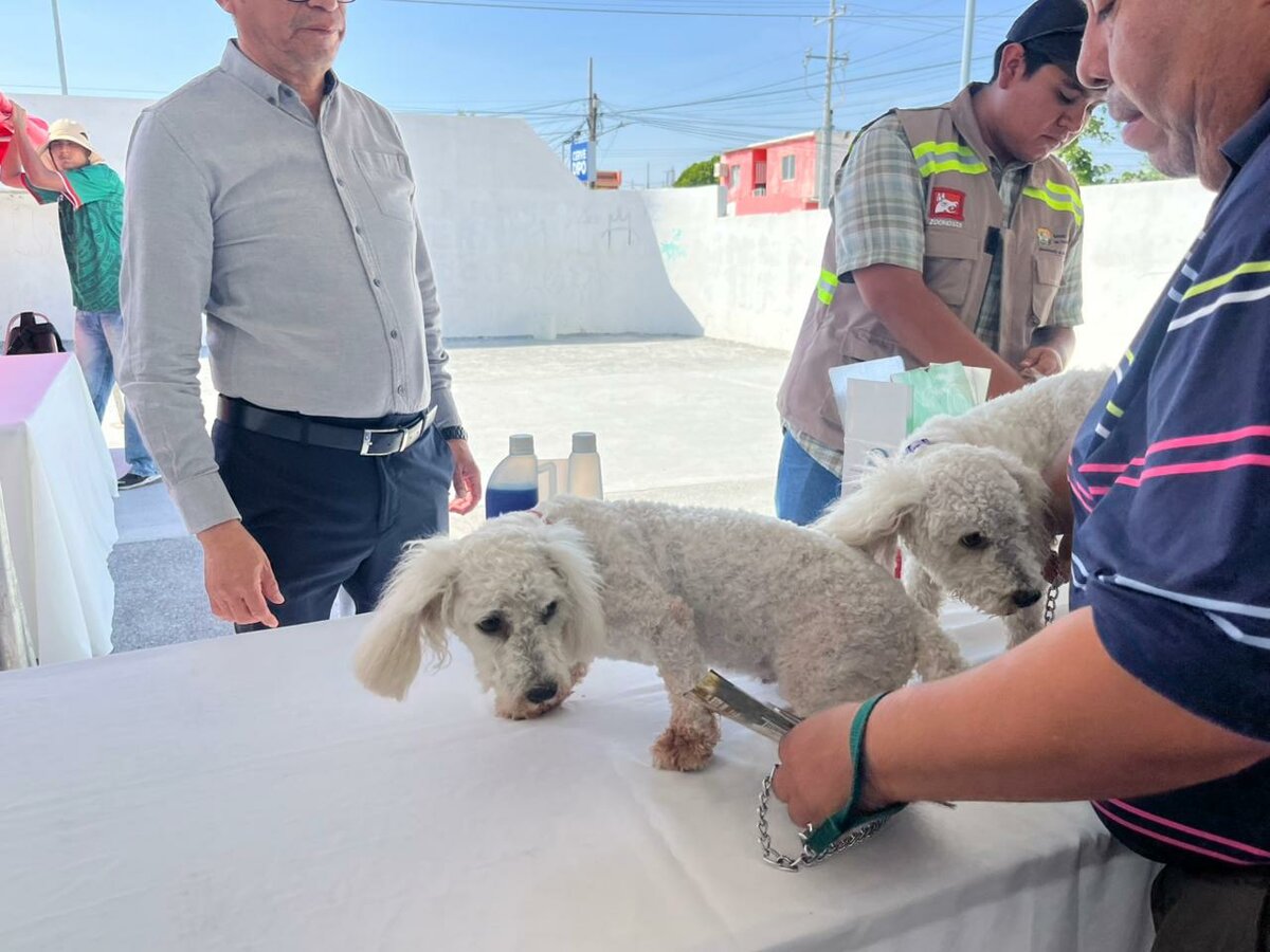 Alta participación ciudadana en Brigada Integral de Salud Animal en Frontera
