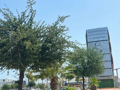 Día Mundial del Árbol; el legado verde que crece en las principales avenidas de Monclova