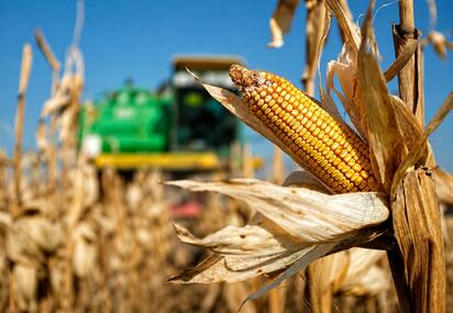 México alcanzará niveles históricos en importaciones de maíz en 2026 y 2027, impulsado por menor producción nacional y mayor demanda del sector pecuario.