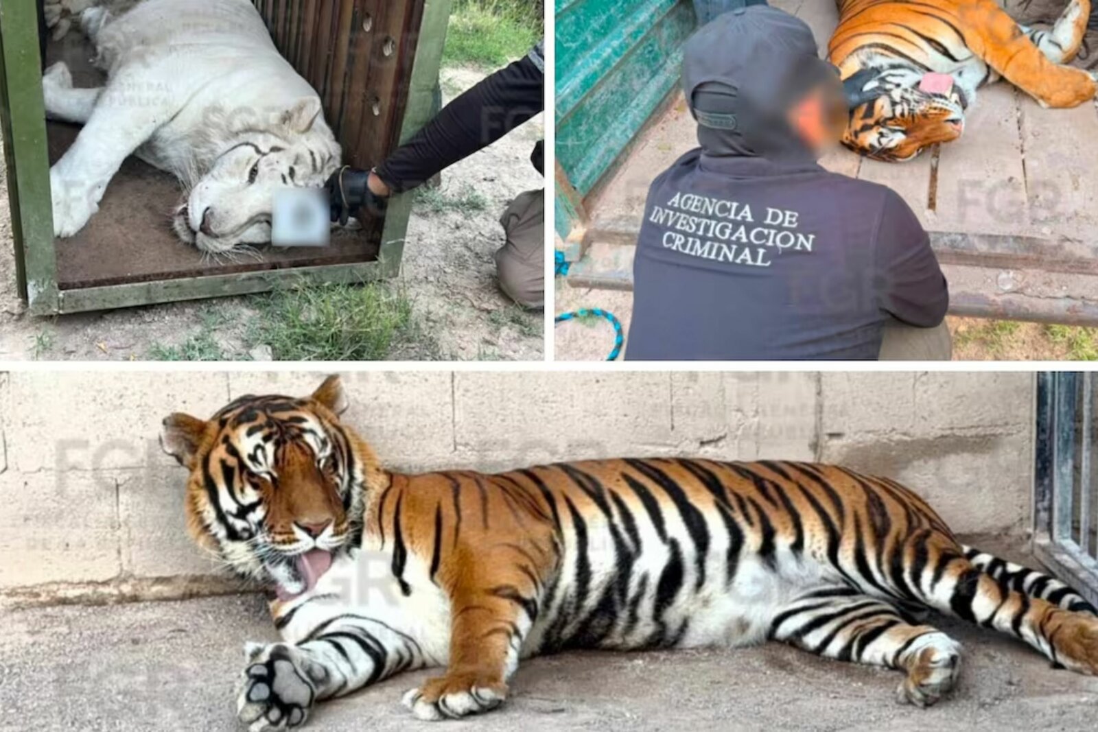 Cateo en Durango deja aseguramiento de tigres de Bengala, caballos y vehículos
