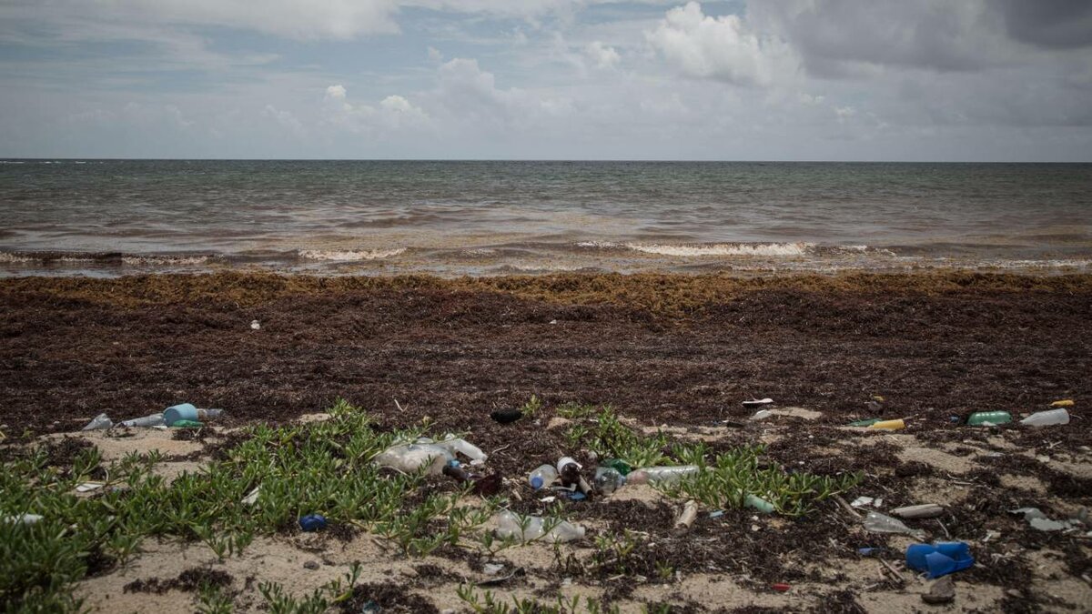 Playas de Quintana Roo al límite: el sargazo cubre casi todo el litoral