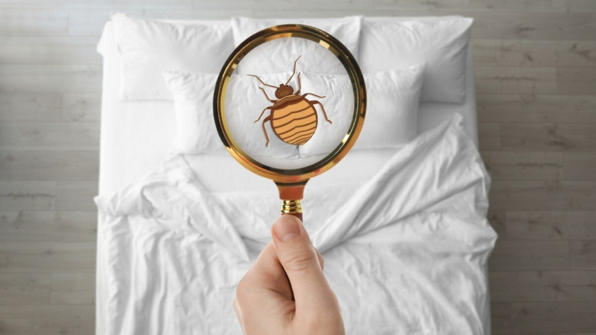 ¿Ronchas al despertar? El secreto para saber si tu cama tiene chinches