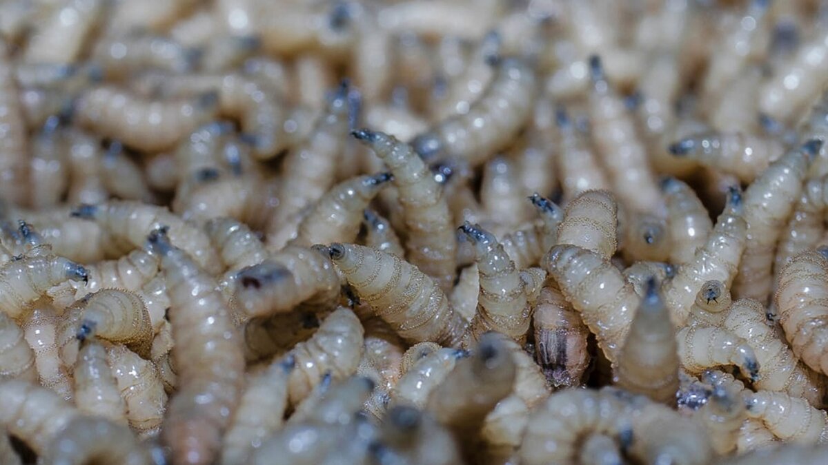 Texas declara emergencia por mosca del gusano barrenador