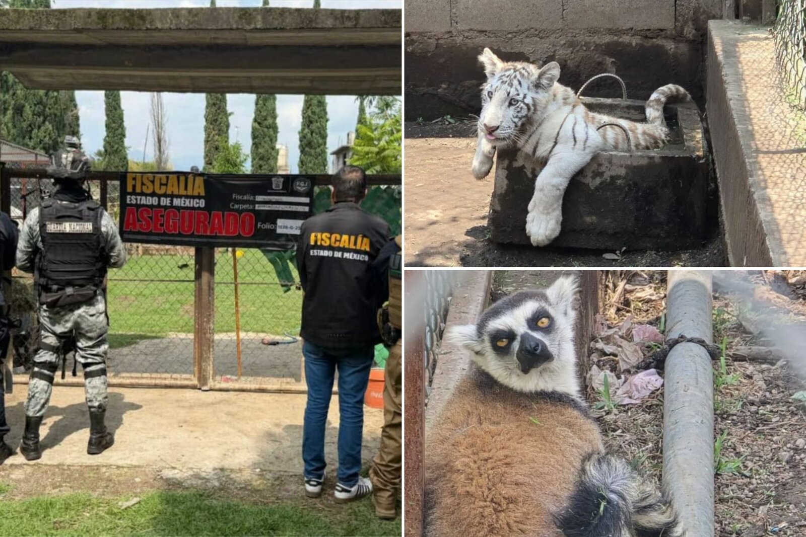 Aseguran 11 animales exóticos durante cateo en Chalco, Estado de México