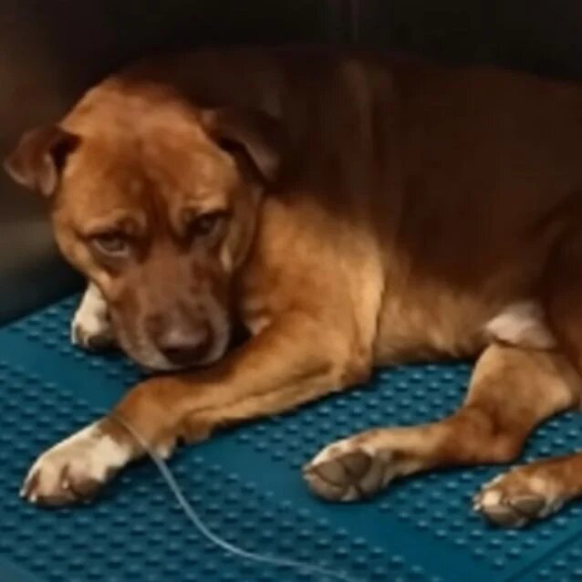 Disparan contra un perrito que cuidaba negocios: vecinos exigen justicia