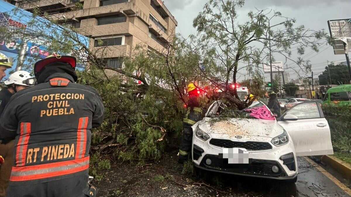 Tragedia en Puebla: árbol cae sobre auto y deja una mujer sin vida