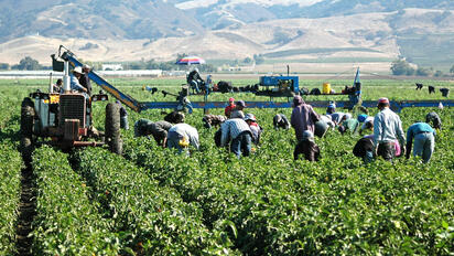 Ya no basta producir: el T-MEC pone la lupa sobre el trabajo agrícola en México