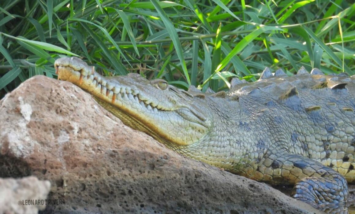 Fallece turista tras ser arrastrado por un cocodrilo