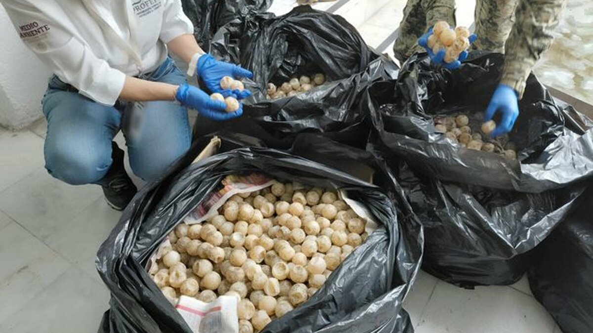 El sorprendente hallazgo de más de 11 mil huevos de tortuga en un retén
