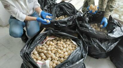 El sorprendente hallazgo de más de 11 mil huevos de tortuga en un retén