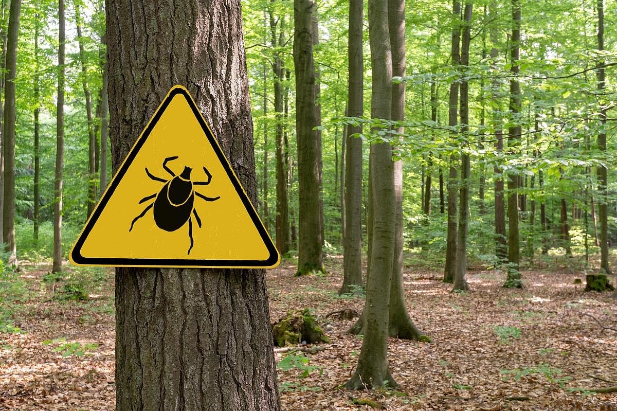 Aumento de casos del raro pero peligroso virus de la garrapata Powassan en EU