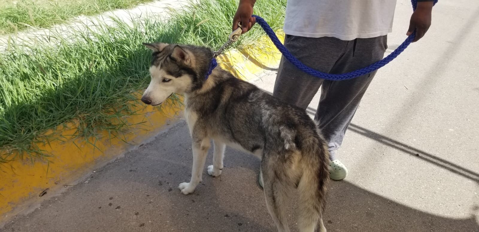 Refuerzan controles sanitarios para el ingreso de mascotas a territorio estadounidense