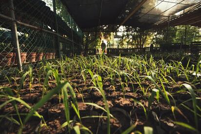 Peñoles impulsa la reforestación en sus comunidades vecinas