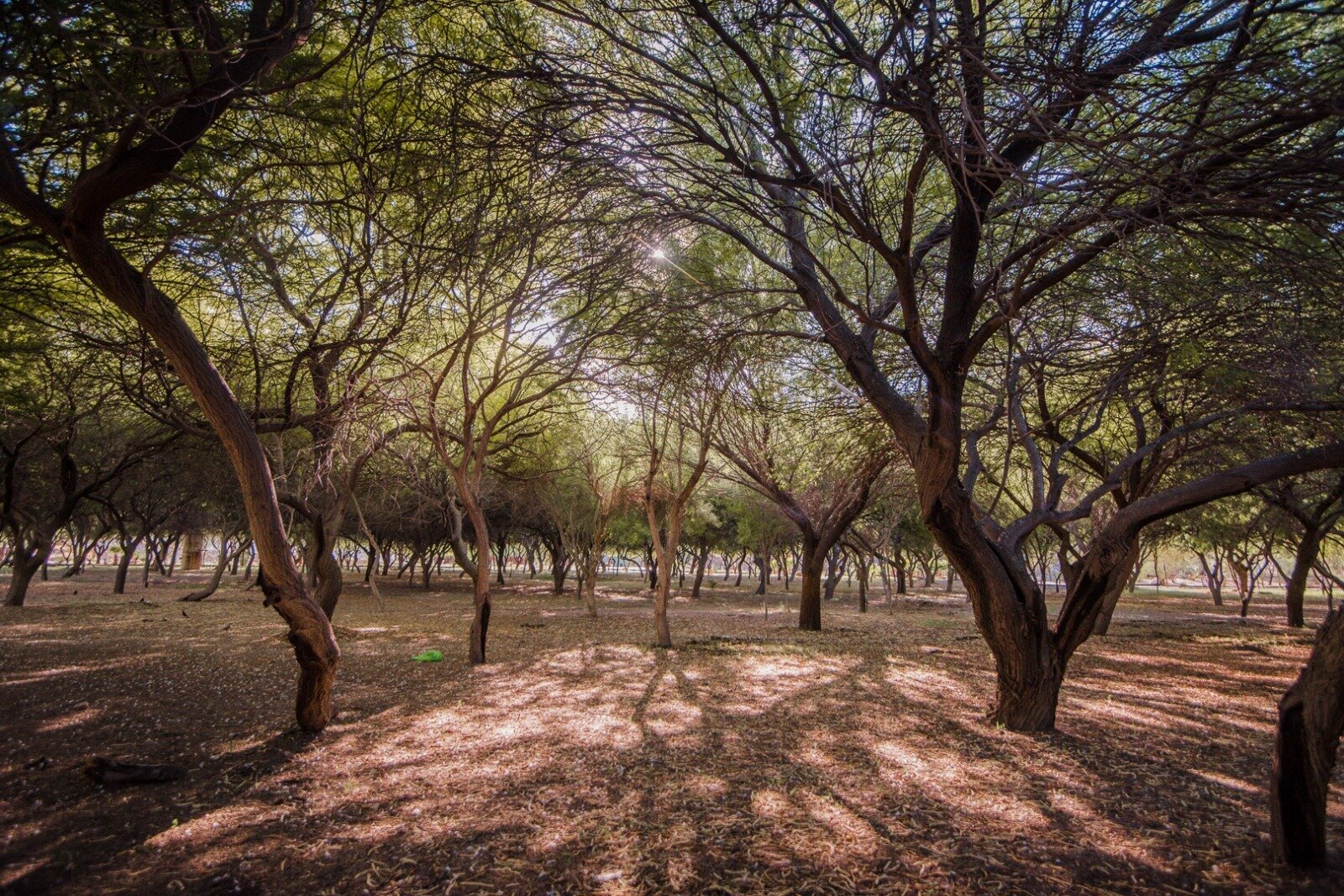 Reforestación