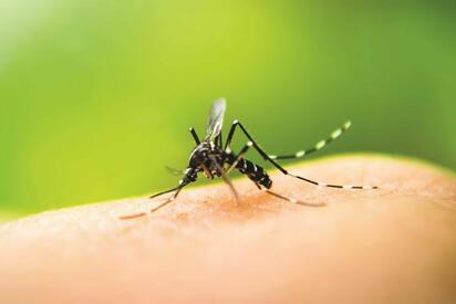 La Secretaría de Salud de Jalisco confirmó un caso de malaria en un turista colombiano que asistió a actividades del Mundial de futbol en México.