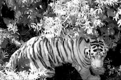 Kenzo, el tigre de Bengala que escapó, murió tras ser rescatado