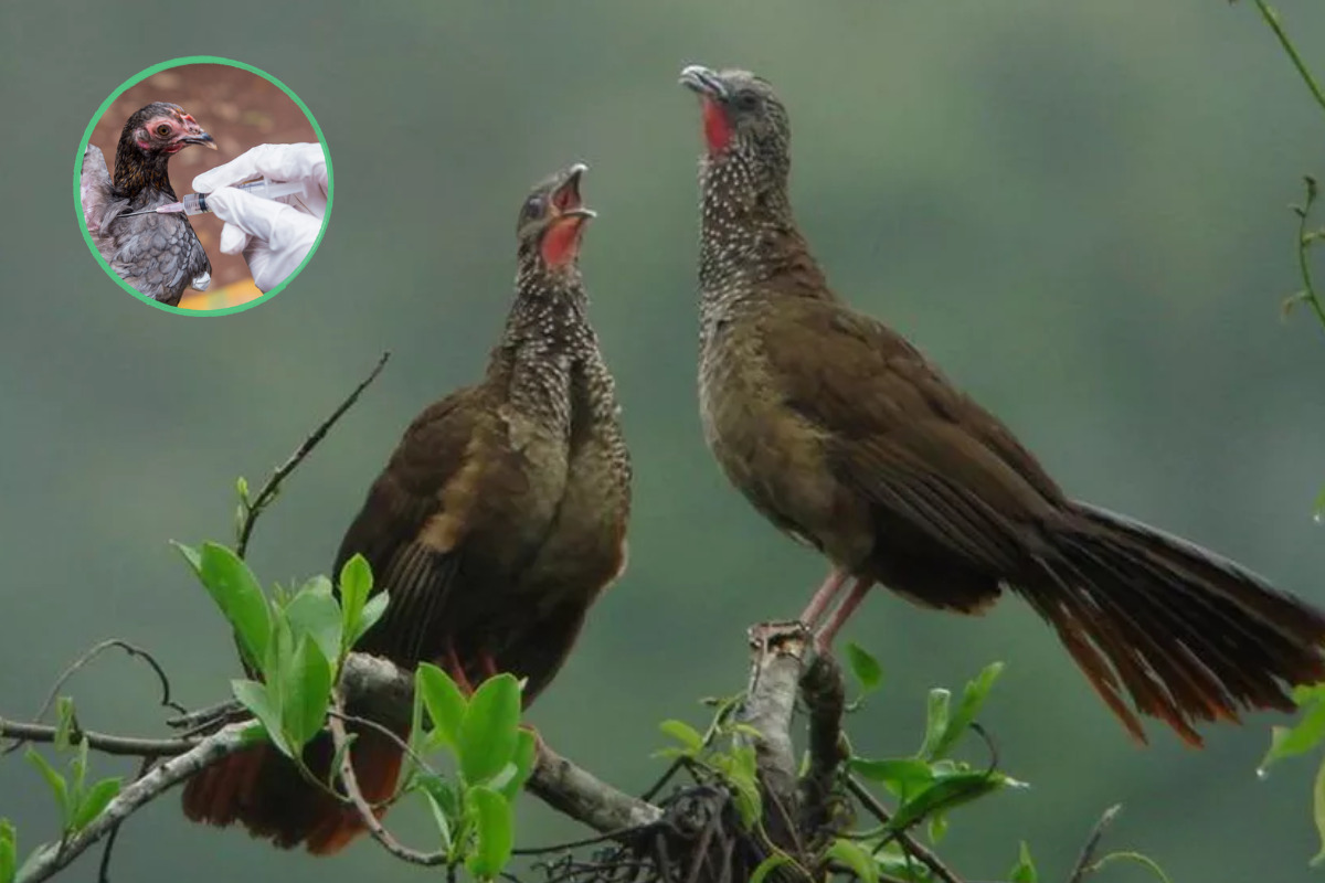 Detectan virus de influenza aviar en zoológico de Chiapas