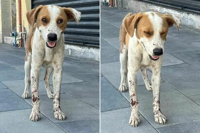 Bienestar Animal alerta por aumento de enfermedades en perros durante temporada de calor