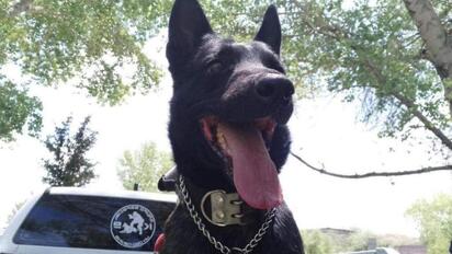 Unidad K9 de Santa Catarina realiza exitoso rescate en Venezuela tras sismo